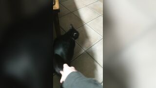 Berpl: My cat doesn't like being pet but she can't live without petting herself
